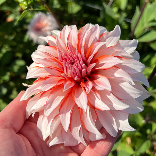 Dahlia Santa Claus