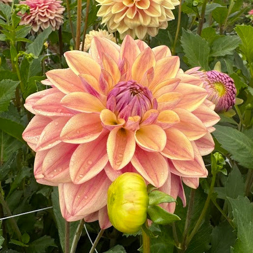 Dahlia Dusty Beauty Exclucive!