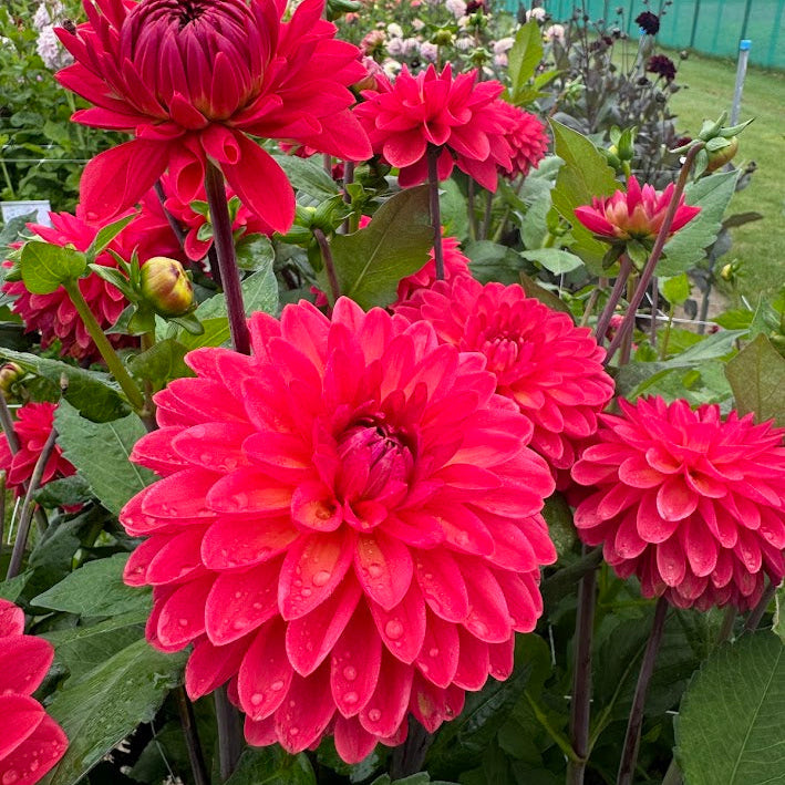 Dahlia Ellen Nauta