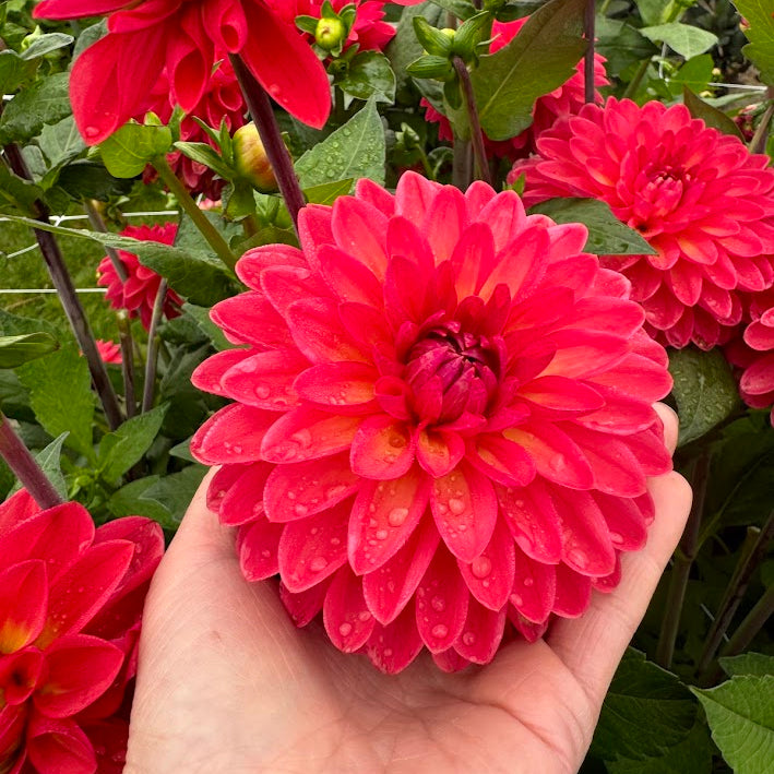 Dahlia Ellen Nauta