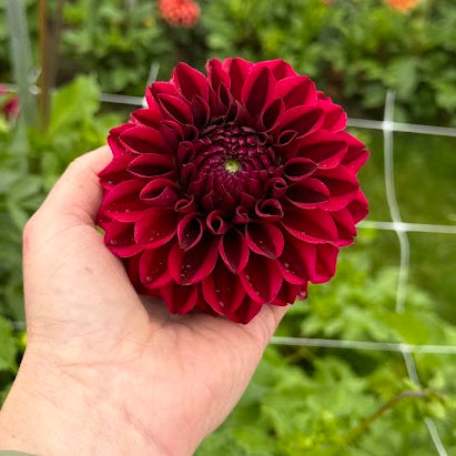 Dahlia Kingsblood
