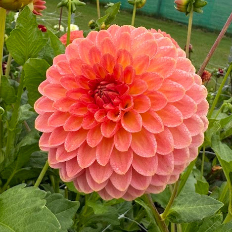 Dahlia Hillcrest Suffusion