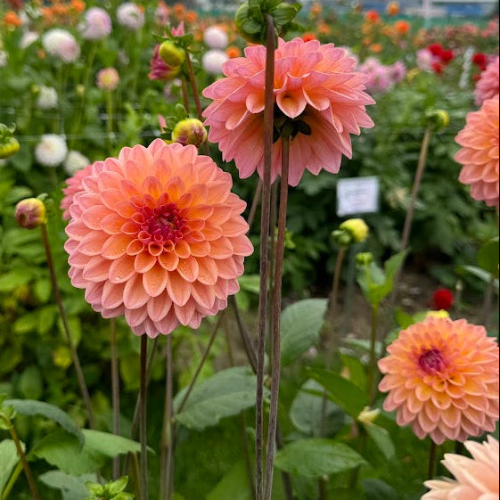 Dahlia Moderato