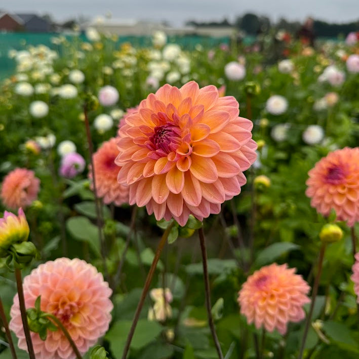 Dahlia Moderato
