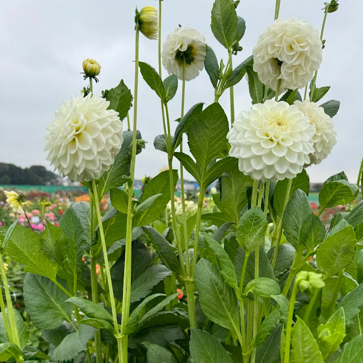 Dahlia Opportunity