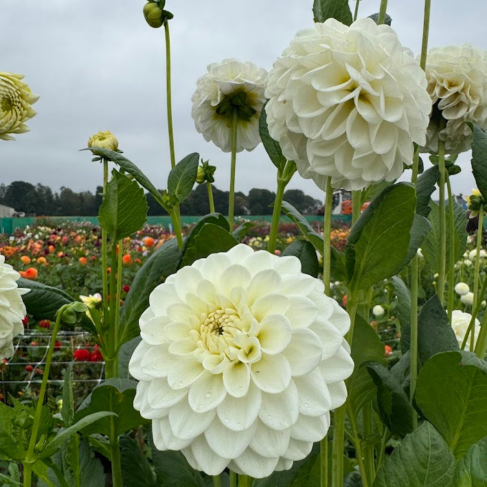 Dahlia Opportunity