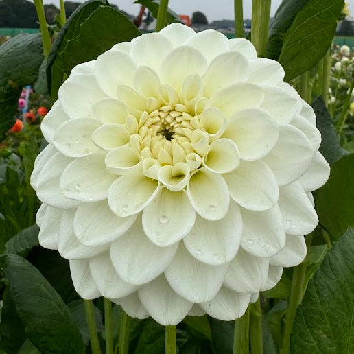 Dahlia Opportunity