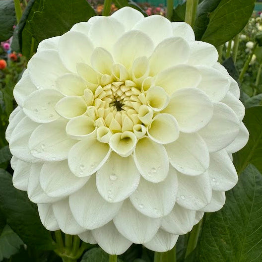Dahlia Opportunity