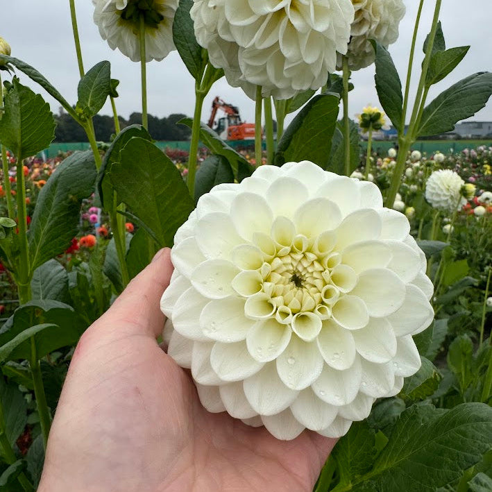 Dahlia Opportunity