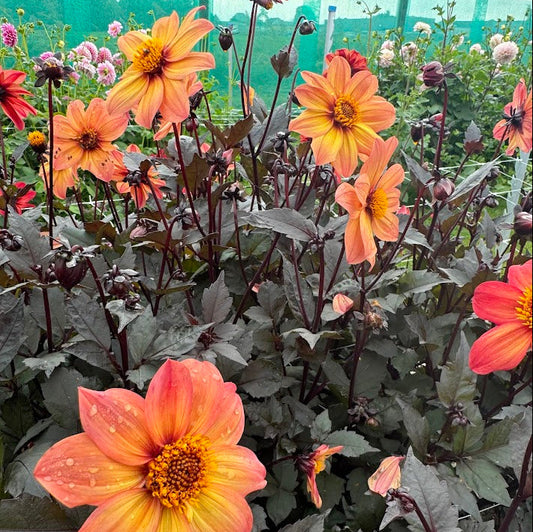 Dahlia Schippers Bronze