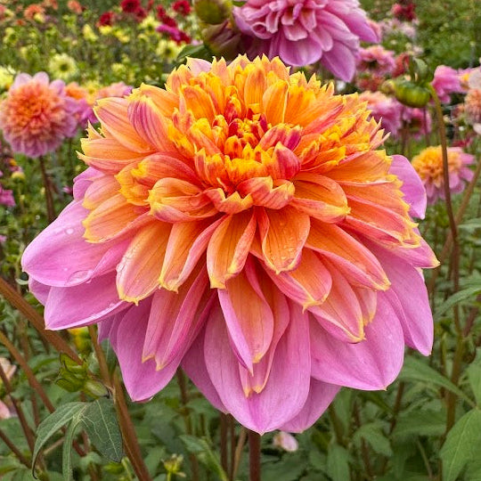 Dahlia Life Style