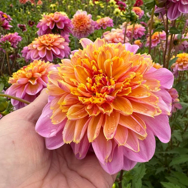 Dahlia Life Style