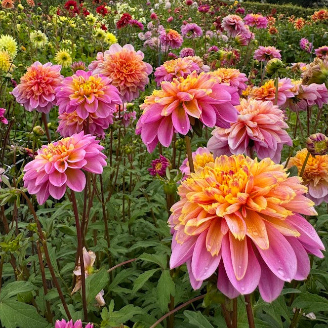 Dahlia Life Style