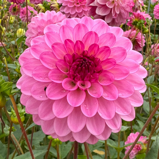 Dahlia Lenny's Dream Nyhet!