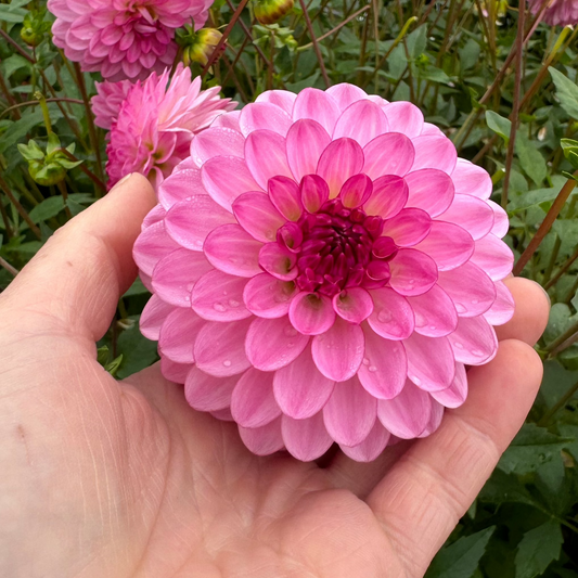 Dahlia Lenny's Dream Nyhet!