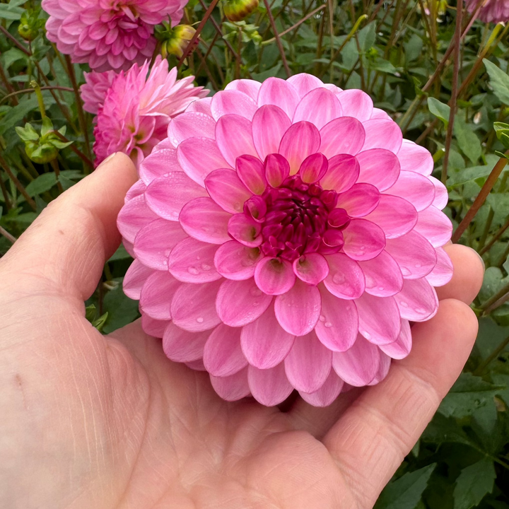 Dahlia Lenny&