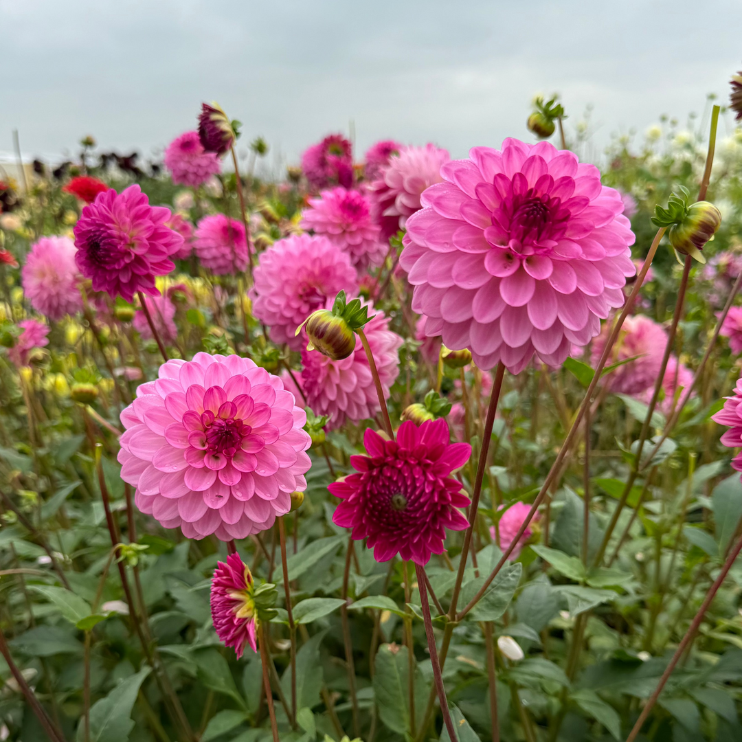 Dahlia Lenny&