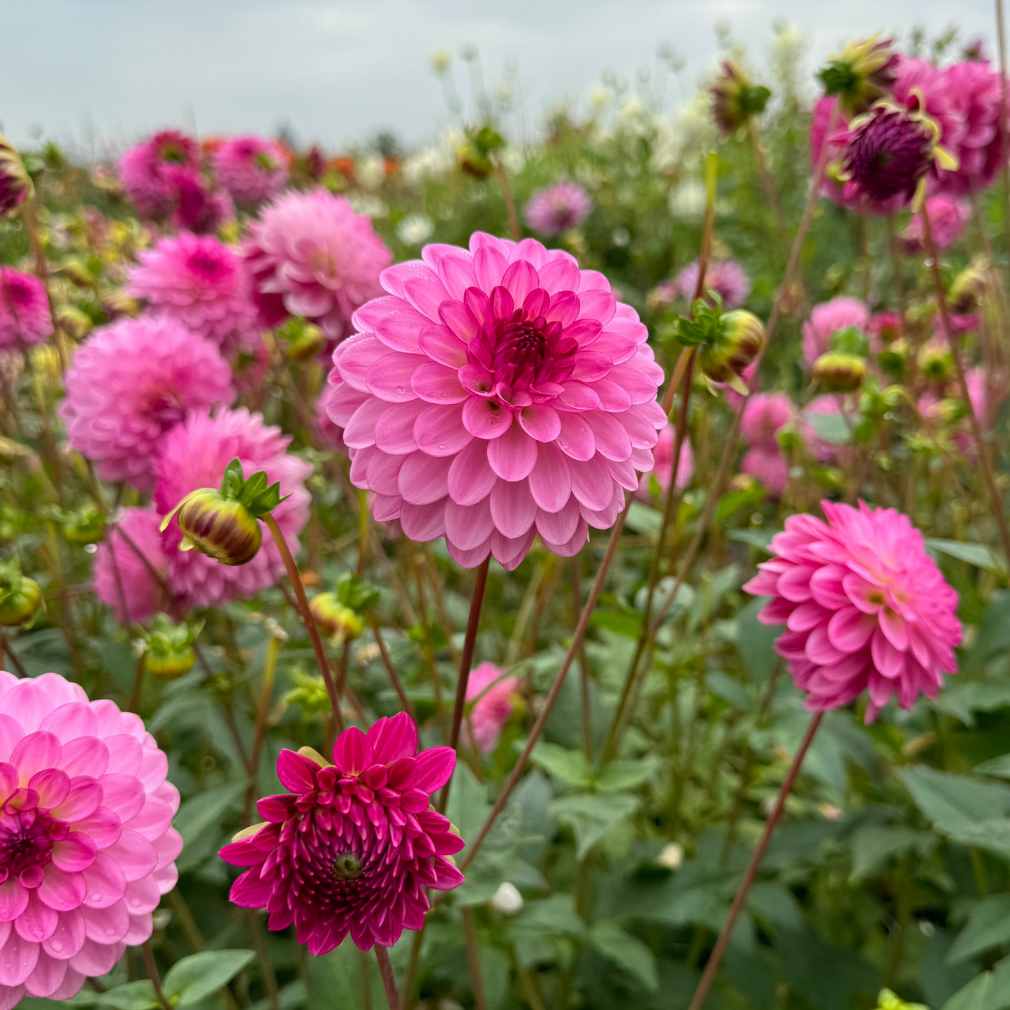 Dahlia Lenny's Dream Nyhet!