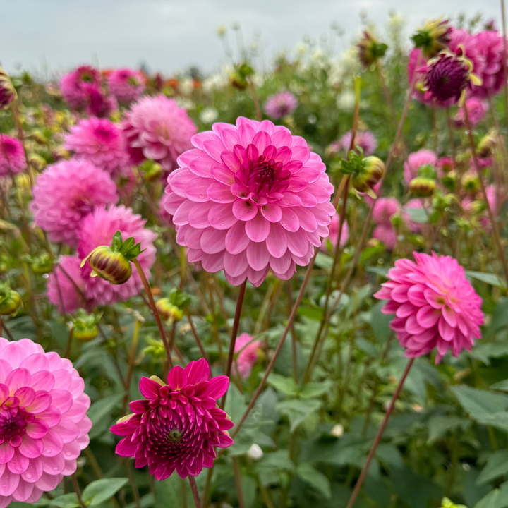 Dahlia Lenny&