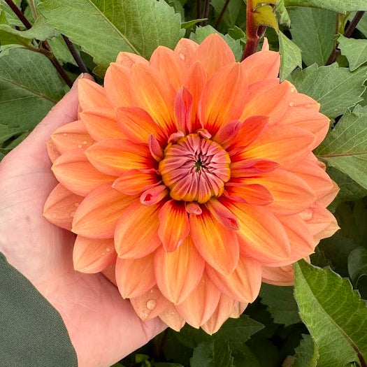 Dahlia Nicholas Svenskodlad