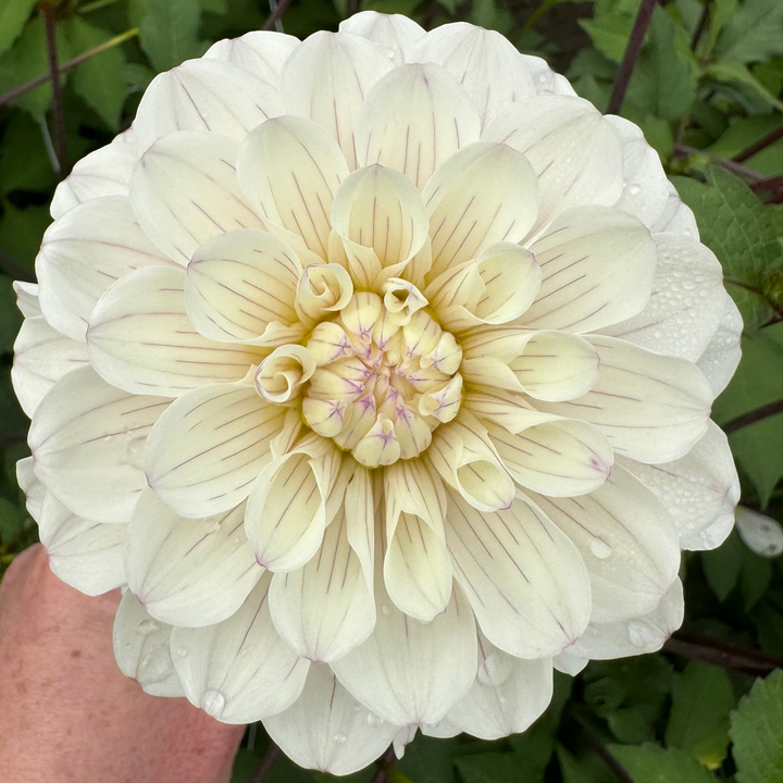 Dahlia Pencil Art Sugar