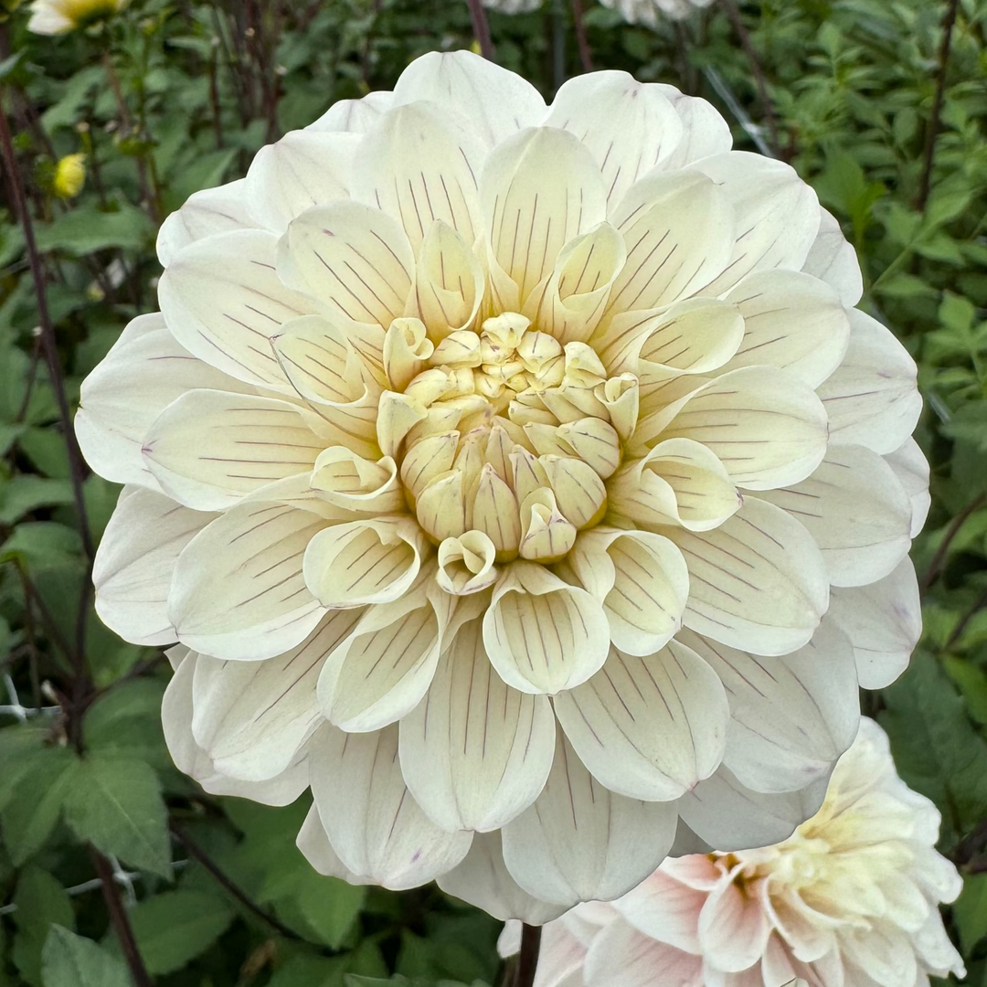 Dahlia Pencil Art Sugar