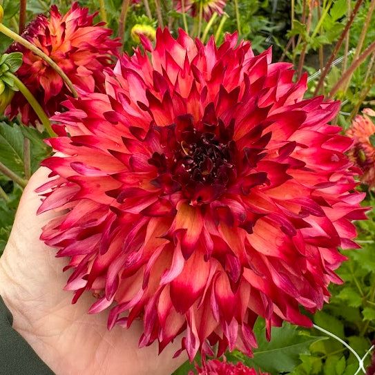 Dahlia Aiyana