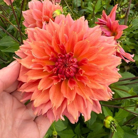 Dahlia Orange Fubuki