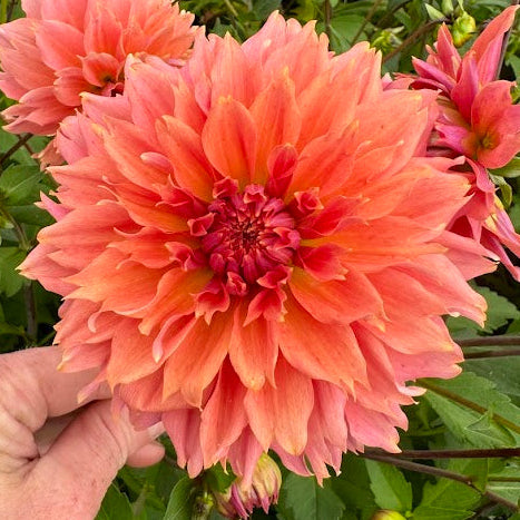 Dahlia Orange Fubuki