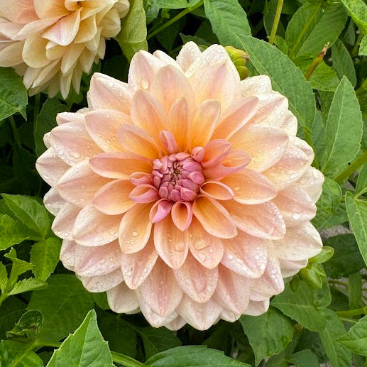 Dahlia Sturm Sweet Maria