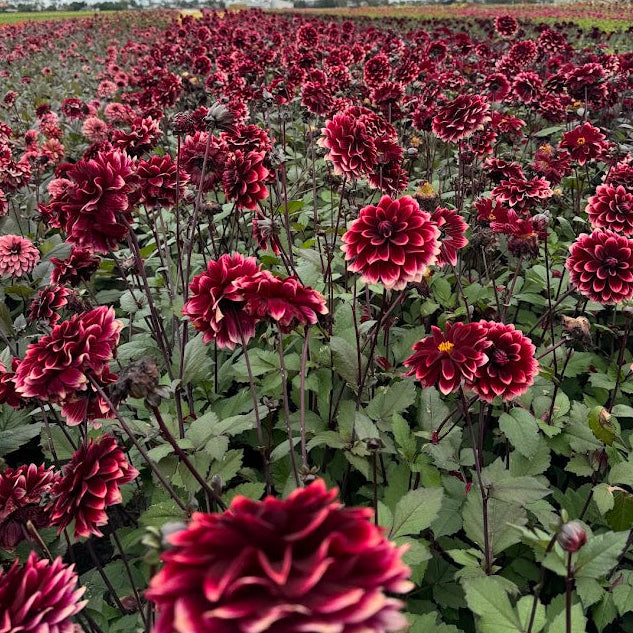 Dahlia Sissinghurst © Mycket exclusive!