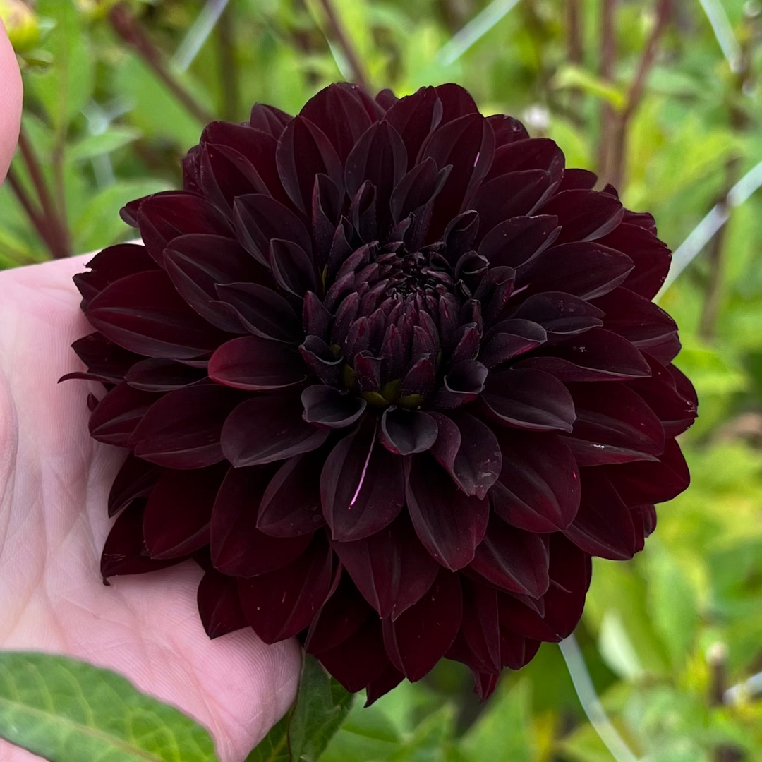 Dahlia Sturm Dark Pearl