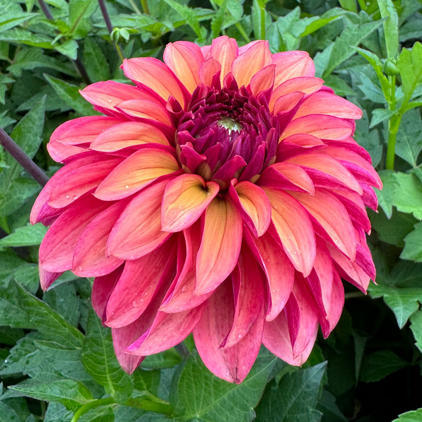 Dahlia Vera LB-111