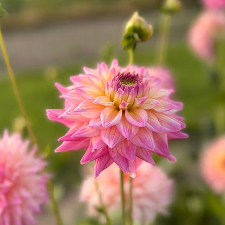 Dahlia Romantique Nyhet!