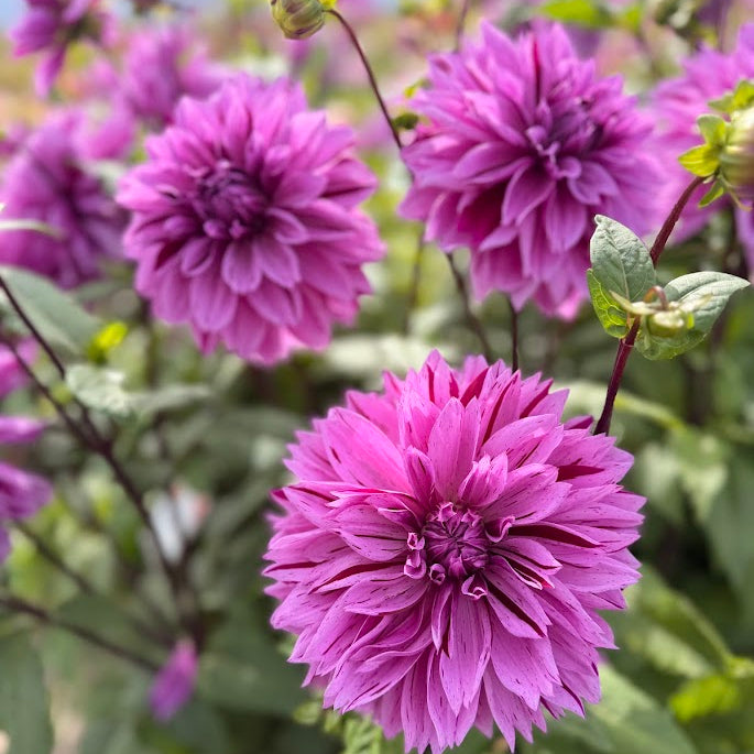 Dahlia Nikola Tesla