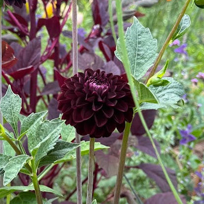 Dahlia La Recoleta