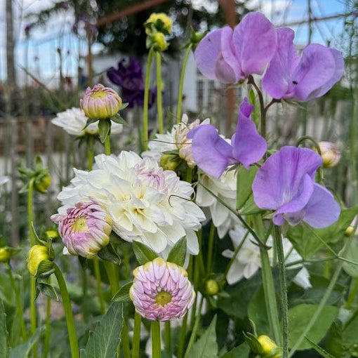 Dahlia Eveline