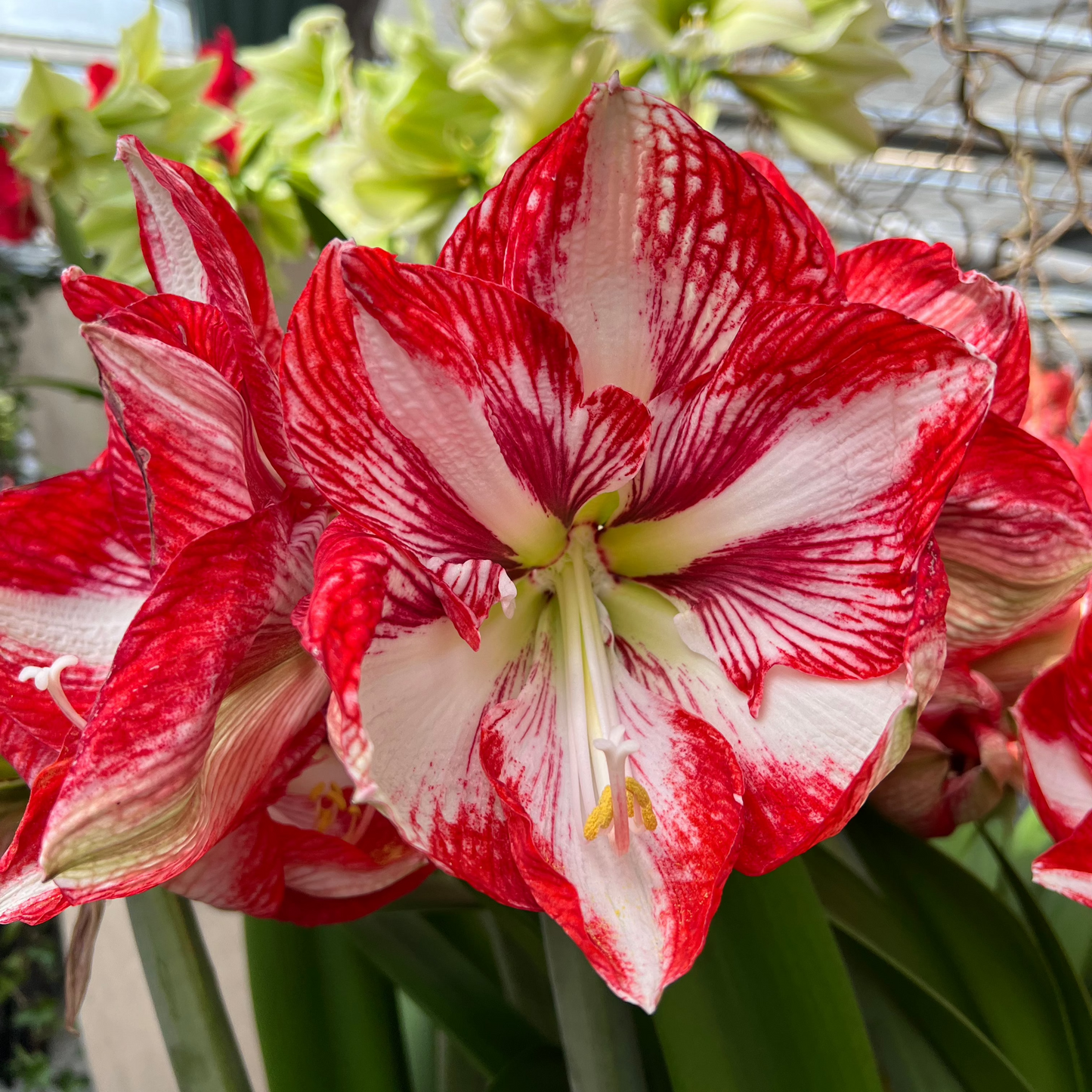 Amaryllis Minerva lökstorlek 30/32