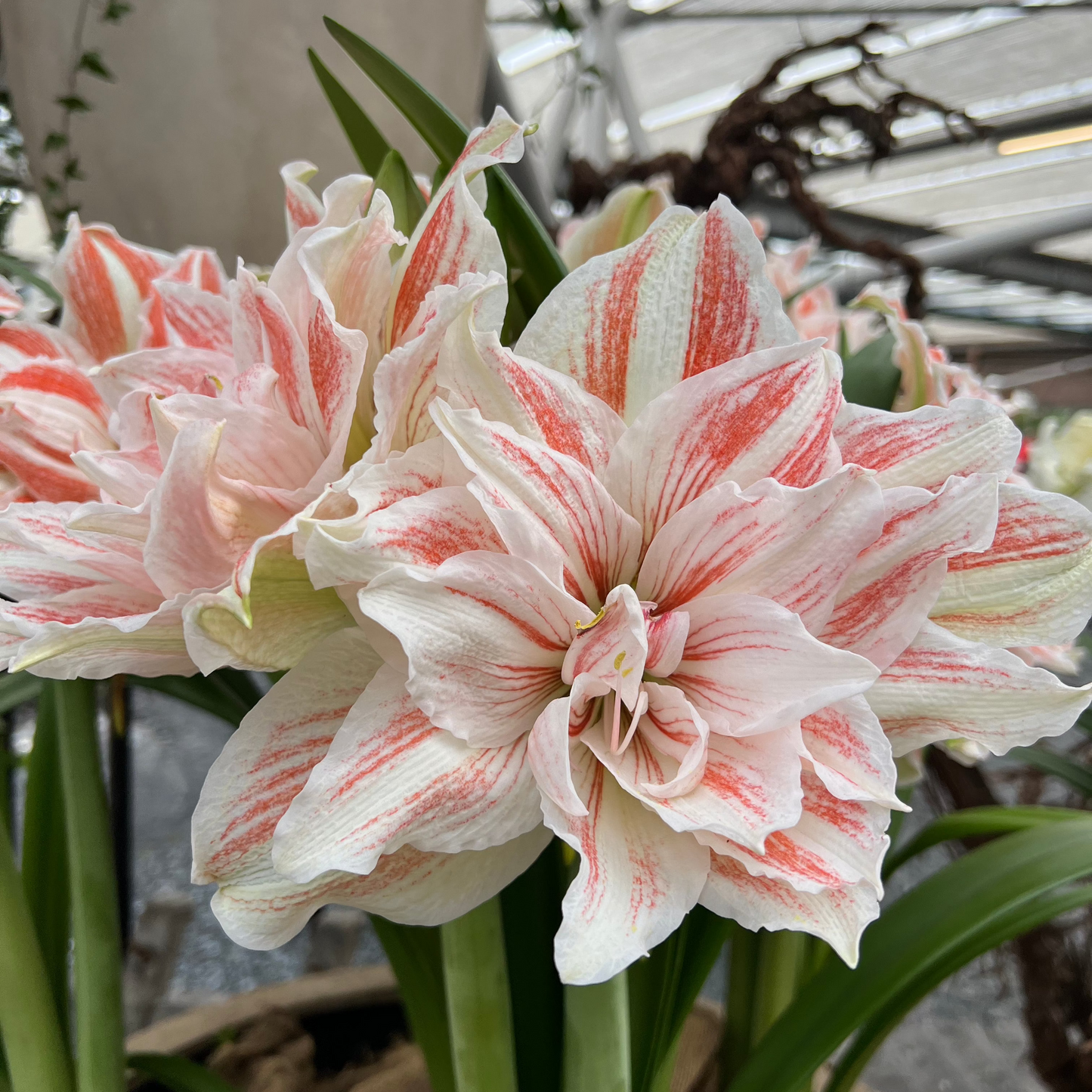 Amaryllis Dancing Queen lökstorlek 30/32