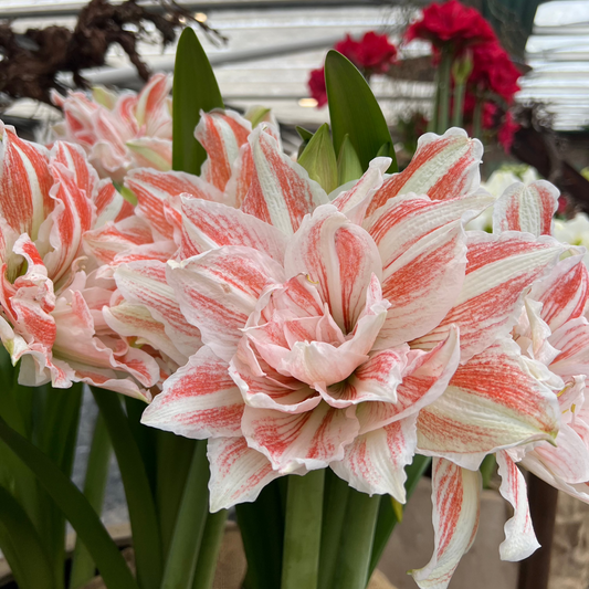 Amaryllis Dancing Queen lökstorlek 30/32