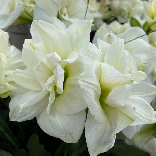 Amaryllis White Nymph lökstorlek 30/32