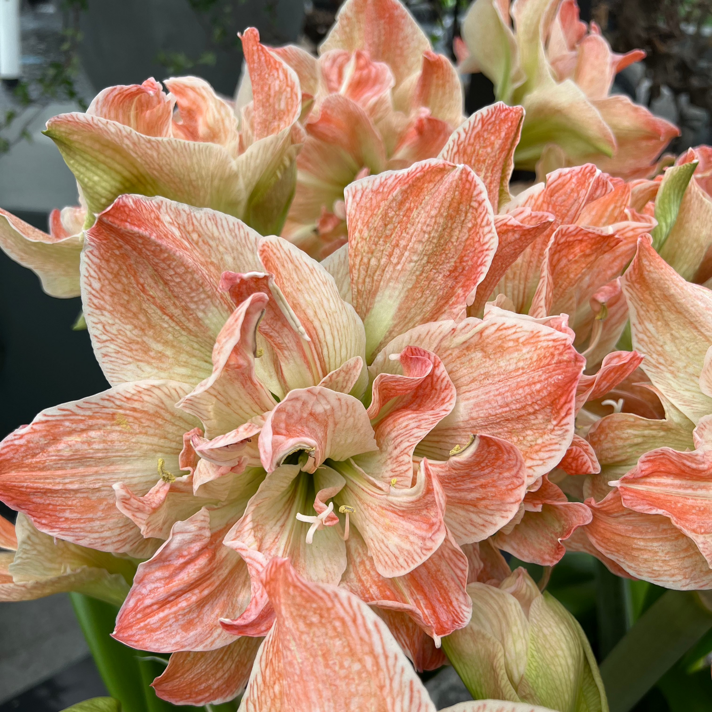 Amaryllis Exotic Nymph lökstorlek 30/32