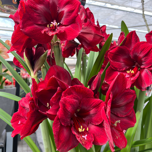 Amaryllis Amsterdam lökstorlek 30/32