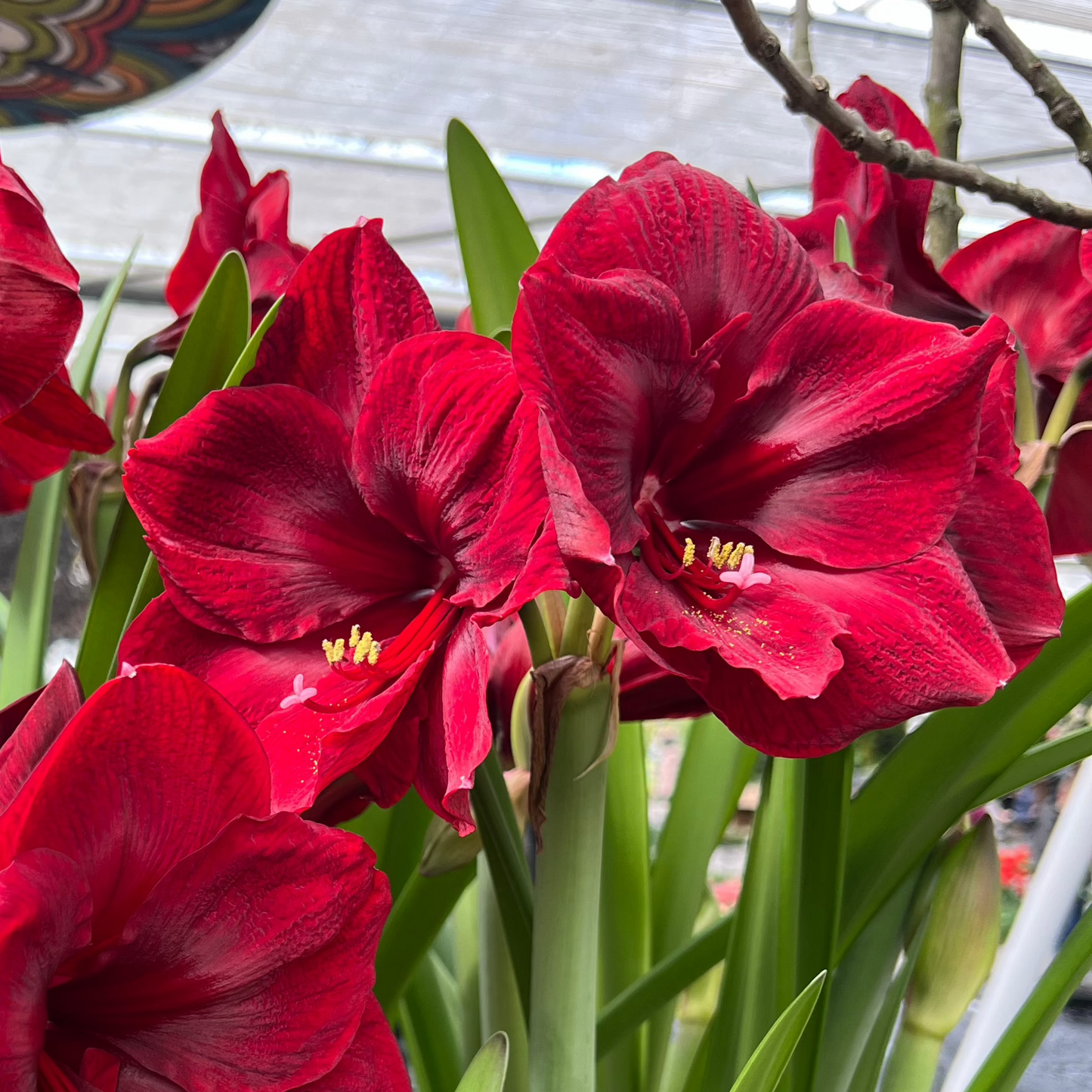 Amaryllis Amsterdam lökstorlek 30/32