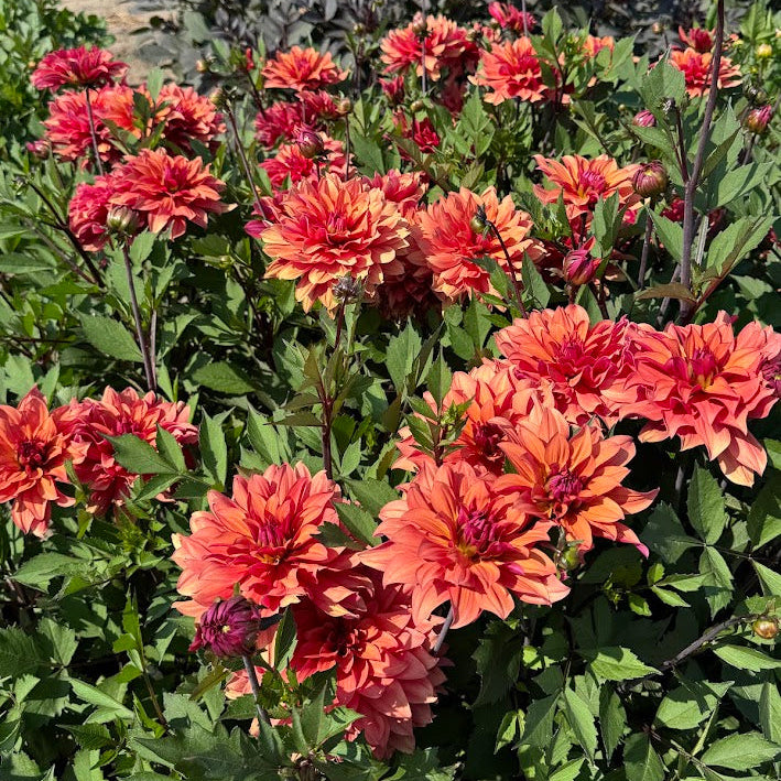 Dahlia Hug Me!