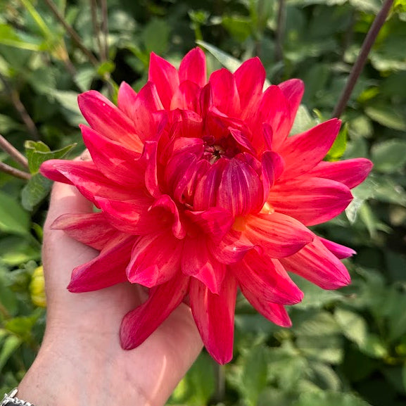 Dahlia Parc Floral De Paris Nyhet!