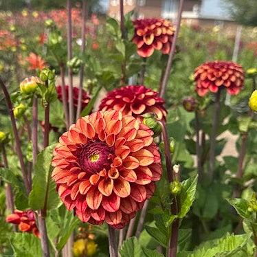 Dahlia High Fidelity