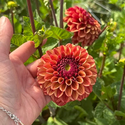 Dahlia High Fidelity