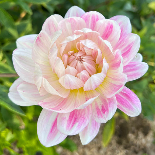 Dahlia Kelgai Ann Nyhet!