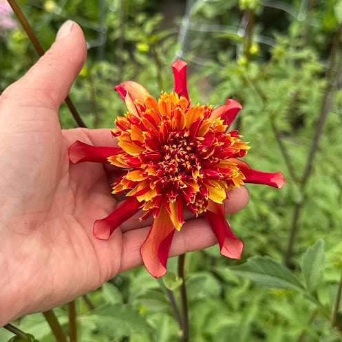 Dahlia Octopus Sparkle